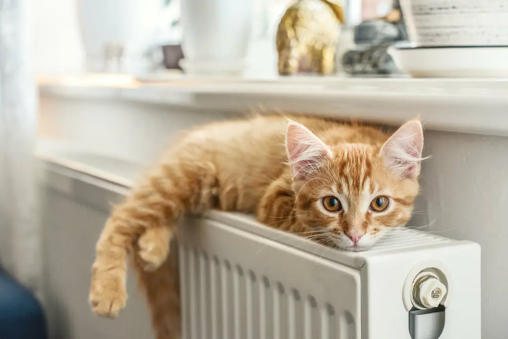 Katze auf Heizung